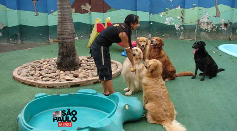 Fotos Hotel para Cachorro em São Paulo